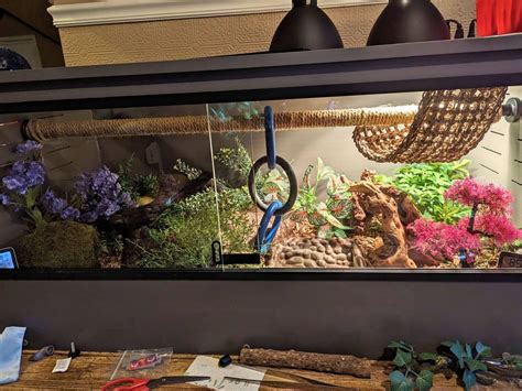 Ball Python Enclosure Checklist