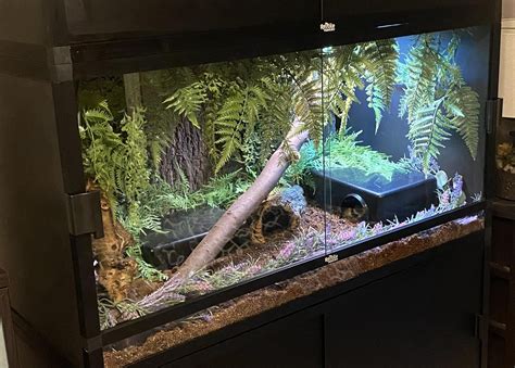Ball Python Enclosure Cost