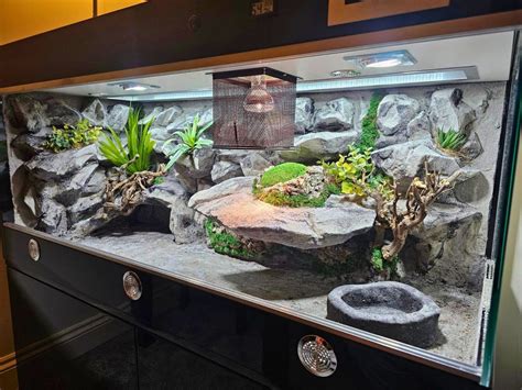 Ball Python Enclosure Requirements
