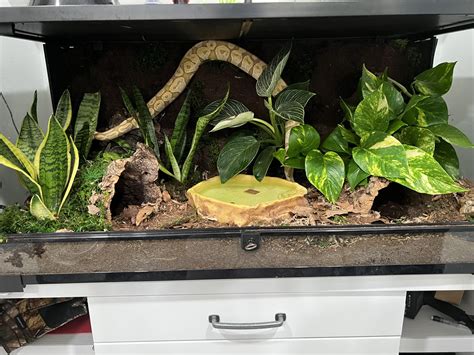 Ball Python Enclosure With Live Plants