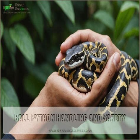 Ball Python Handling Guide
