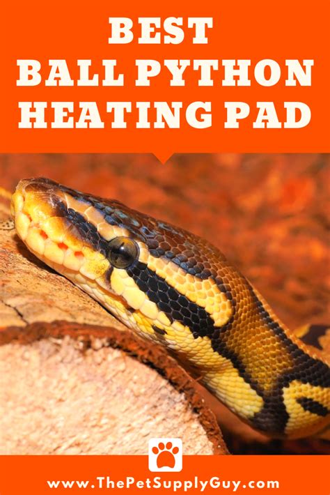 Ball Python Heating Pad Or Lamp