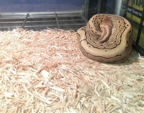 Ball Python In Aspen Bedding