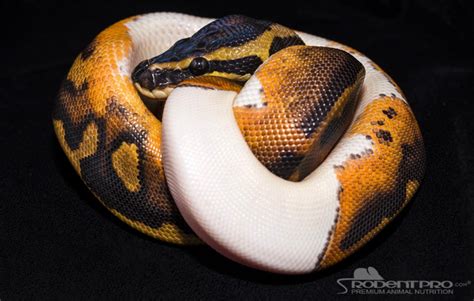 Ball Python Information