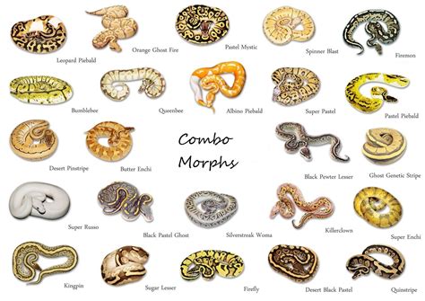 ball python morphs explained