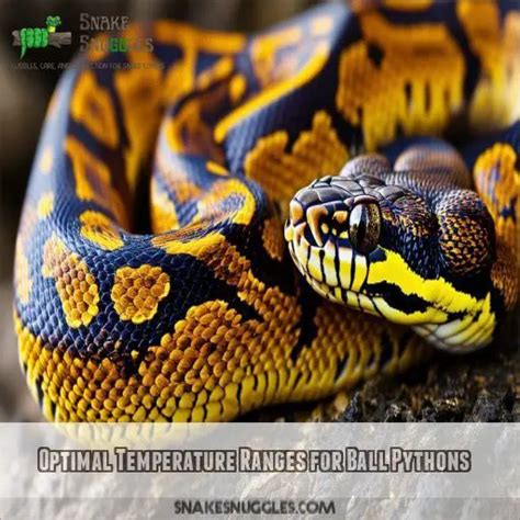 Ball Python Optimal Temperature