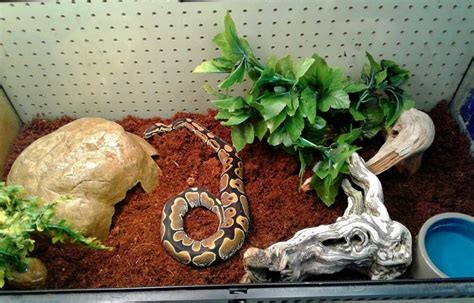 Ball Python Paper Bedding