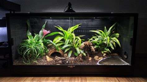 Ball Python Setup For Sale