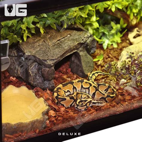 ball python setup kit