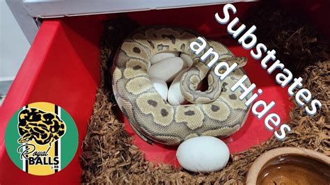 Ball Python Substrate Breeding