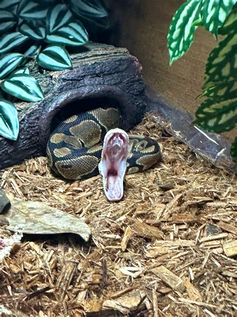 Ball Python Substrate Stuck In Mouth