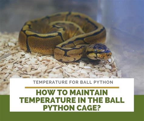 Ball Python Tank Temp At Night