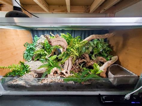 Ball Python Terrarium Setup