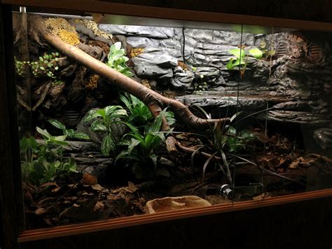 Ball Python Vivarium Kit