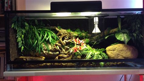 Ball Python Vivarium Setup