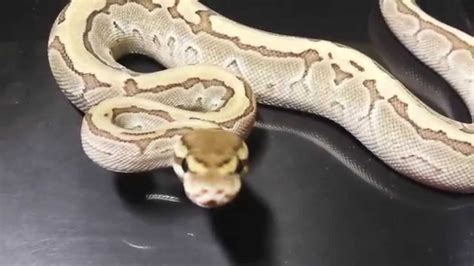 Ball Python Wagging Tail