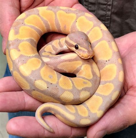 Ball Python With Banana