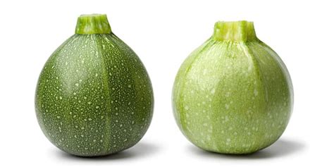 Ball Shaped Zucchini