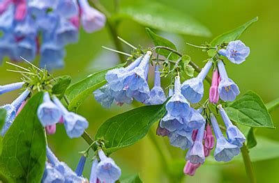 Balls Bluff Bluebells