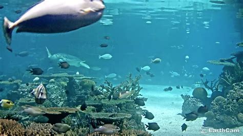 baltimore aquarium webcam