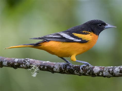 baltimore oriole bird picture