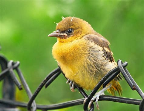 baltimore orioles baby birds