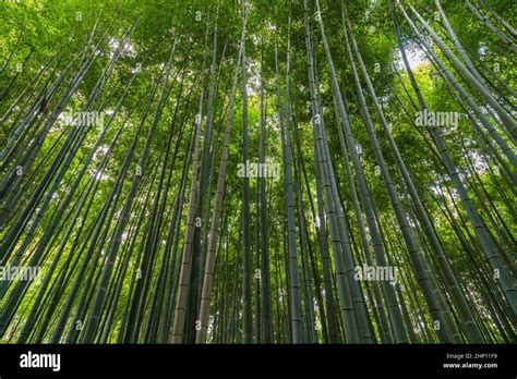 Bamboo Grove Forest