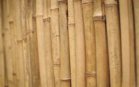 Bamboo MATIRDE