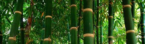 bamboo plants canada