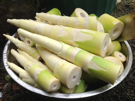 bamboo shoots food