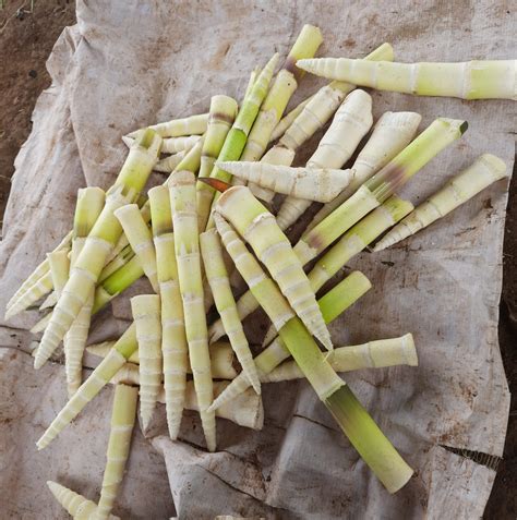 bamboo shoots for sale