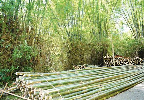 Bamboo Used For