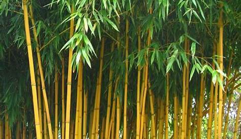 Bambou Canne Jaune Photo Stock. Image Du , Extérieur