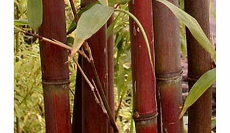Bambou Rouge Bruxelles BAMBOU MOYEN Phyllos. Aureosulcata Aureocaulis Grandiflora