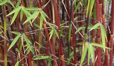 Achat Set de 6 plantes Bambou rouge Fargesia Asian