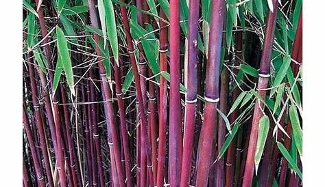 Plantes de bambou rouge ''Chinese Wonder'' Groupon