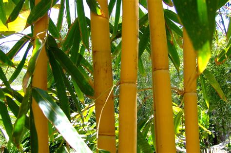Temukan Manfaat Bambu Kuning yang Jarang Diketahui