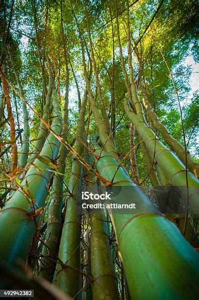 Bambu Bengkok