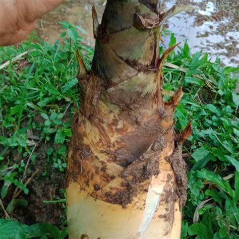 Bambu untuk Fungsi Ginjal