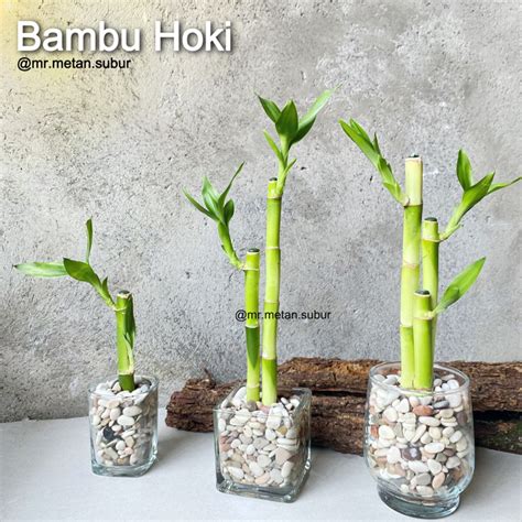 Tanaman Bambu Hoki Meningkatkan Konsentrasi