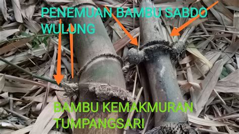 Bambu Jajar Meningkatkan Metabolisme