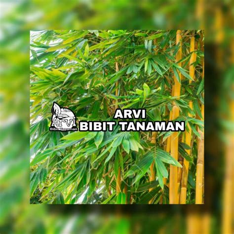 Bambu Kuning Mudah Dirawat