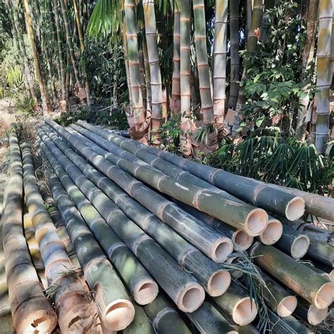 bambu petung