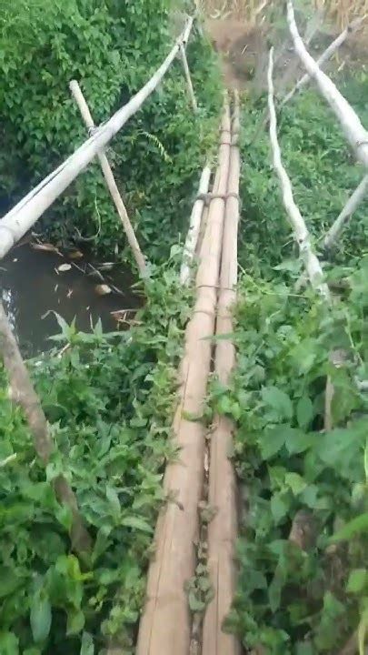 Bambu Sungguh