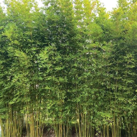 Bambu Tekstil
