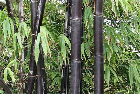 Bambu Wulung