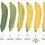 banana ripening color chart