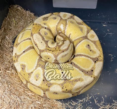 Banana Ball Python Balls