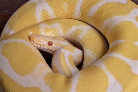 Banana Ball Python Facts
