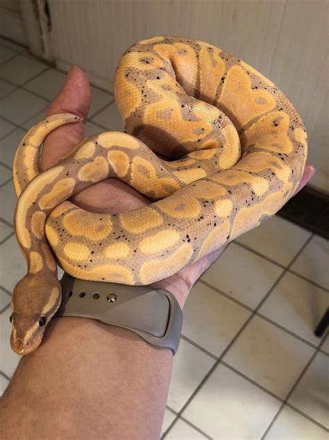 Banana Ball Python Freckles